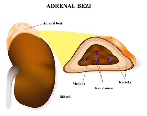 Adrenal Bezi Nedir? Ne İşe Yarar? Görevleri ve Anatomisi Hakkında Bilgi