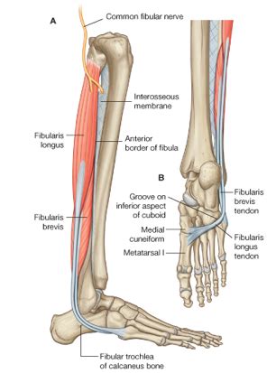 The Transverse Arch Of The Foot