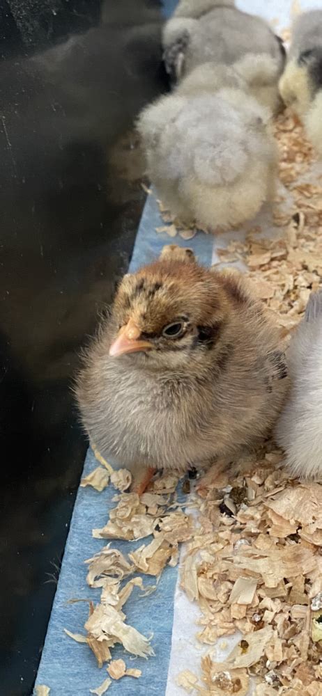 Belgian DUccle Silkie Day Old Chicks EggSellent Au