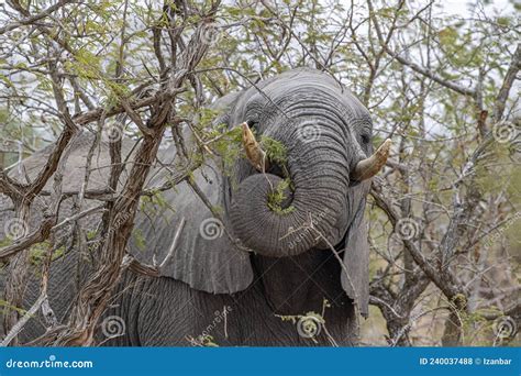 Elefante Comiendo Marula Tree Fruit En Kruger Park Sudáfrica Foto De