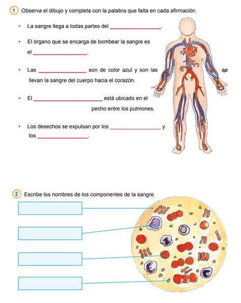 Ficha Interactiva De Sistema Circulatorio Para Segundo Primaria Porn Sex Picture