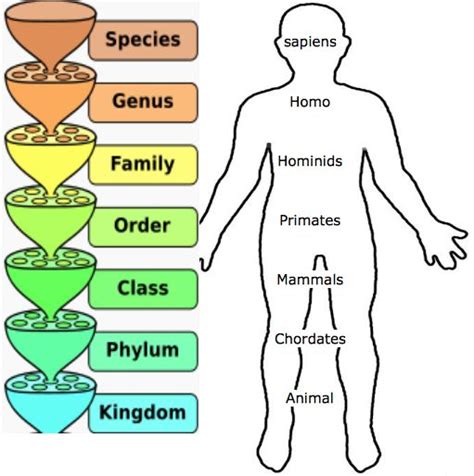 Why Classify Living Organisms History Of Classification Binomial