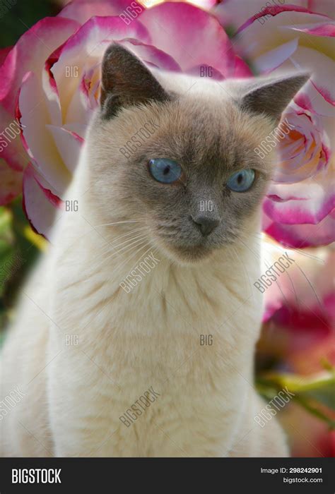 Lilac Point Siamese Cats