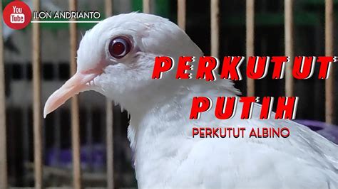 PERKUTUT PUTIH MATA MERAH Perkutut Albino YouTube