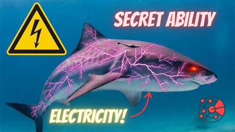 The Sixth Sense Of Sharks Electrifying YouTube