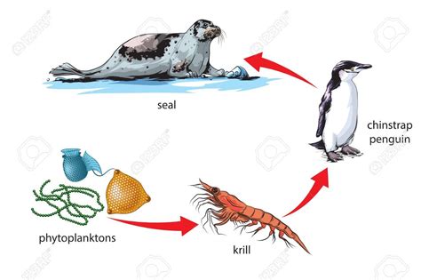 Food Chain In The Ocean Diagram