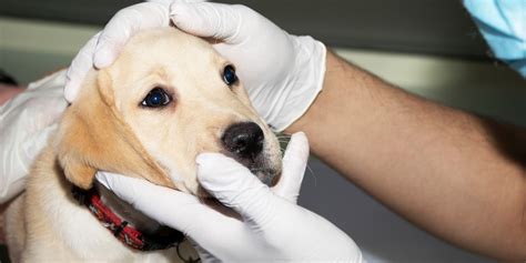 Moquillo en perros síntomas tratamiento contagio y remedios caseros