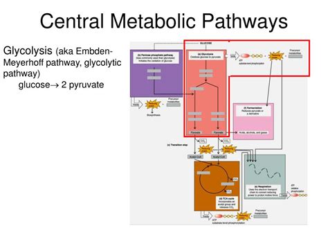 Ppt Metabolism Fueling Cell Growth Powerpoint Presentation Free Download Id 5659479