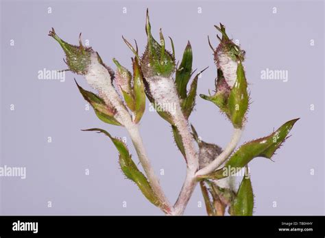 Powdery Mildew Podosphaera Pannosa Fungal Disease On Rose Buds Rosa