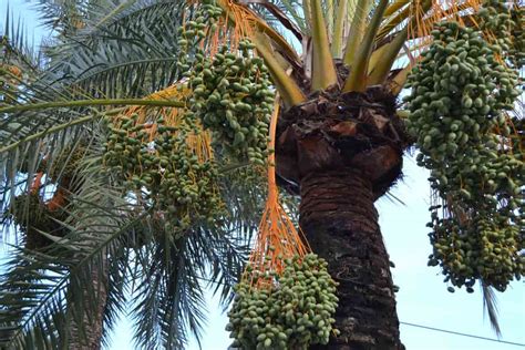 Date Palm Diseases