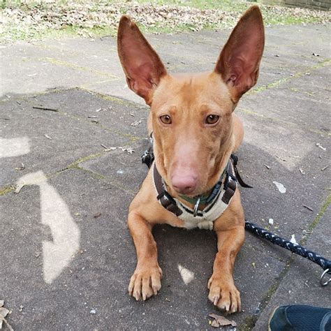 Podenco Maneto Noa Hat Endlich Ein Zuhause Salva Hundehilfe E V