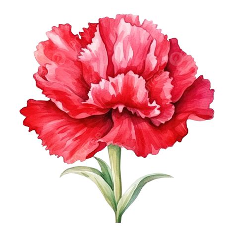 Red Carnation Flower