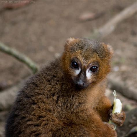 Red Bellied Lemur by Sato-photography on DeviantArt