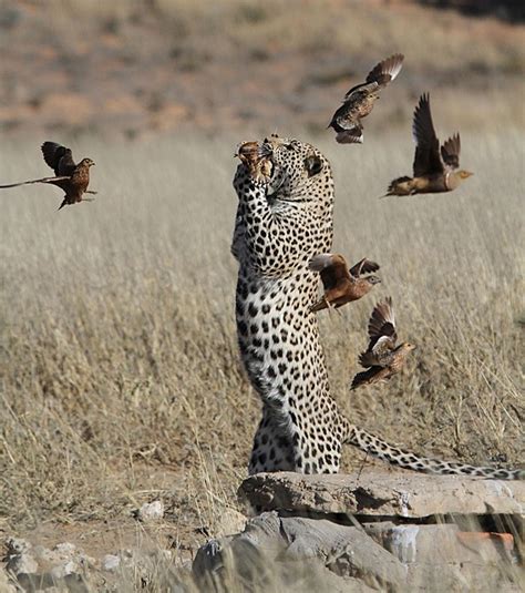 Animais Selvagens 10 Imagens Da Vida Selvagem De Tirar O Fôlego