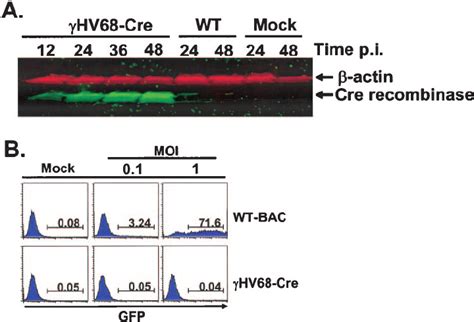 Determination Of The Expression And Functionality Of ␥ Hv68 Encoded Cre