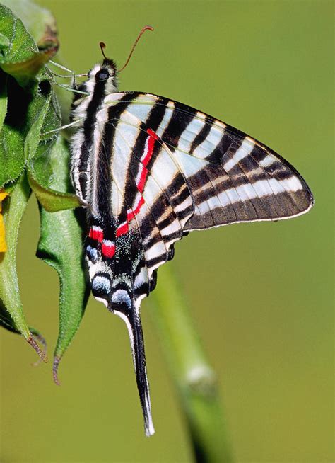 Zebra Swallowtail Butterfly 10 Photograph By Millard H Sharp Pixels