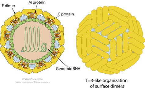 Zika Virus Life Cycle And Pathogenicity In Humans