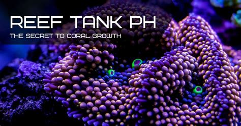 The Secret To Reef Tank Ph