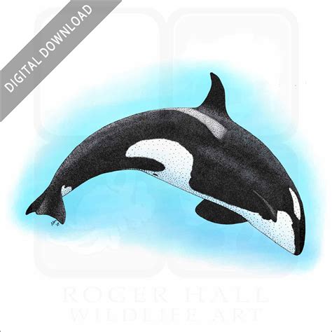 Stock Art Drawing of a Killer Whale - inkart