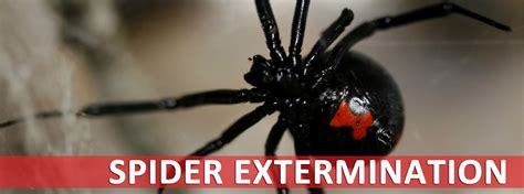 Exterminate Spiders Houston Spider Control 2 Houston Pest Control Bug N Out