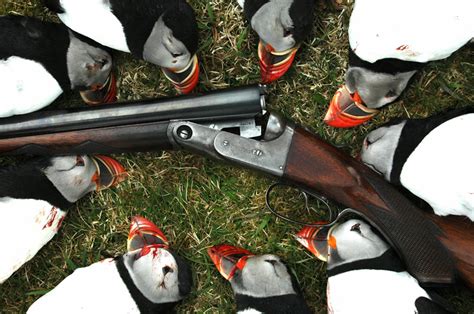 Puffin hunting – Hunting iceland