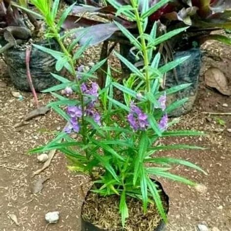 Jual Tanaman Bunga Lavender Tanaman Pengusir Nyamuk Di Lapak Hts