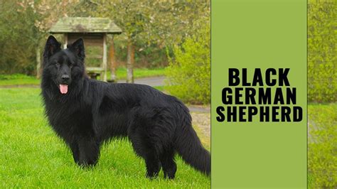 Black German Shepherd - Complete Guide On The Striking Dog Breed - Petmoo