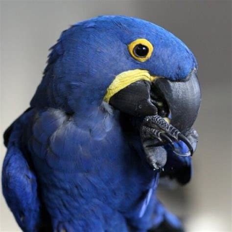 Hyacinth Macaw Parrots For Sale Exoticglobalbirdsfarm