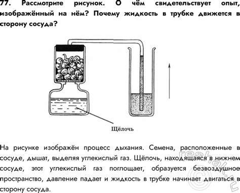 (Решено)Задание 77 ГДЗ Рабочая тетрадь Пасечник 6 класс по биологии
