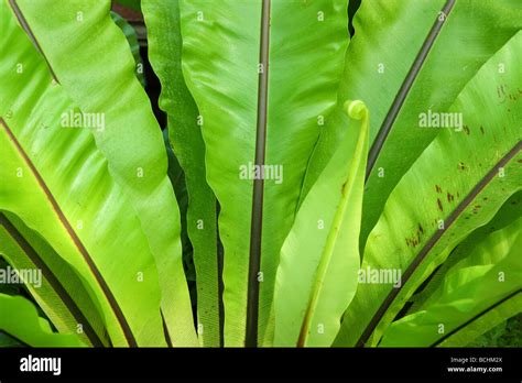 Bird Nest Fern Green Leaves Asplenium Nidus Stock Photo Alamy