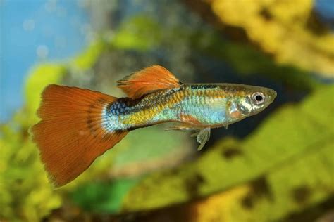 Orange Female Guppy