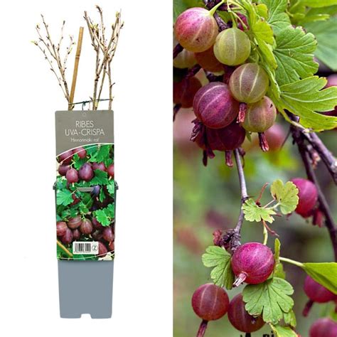 Forest Fruit Ribes Uva Crispa Hinnonmaki Rot V H Me