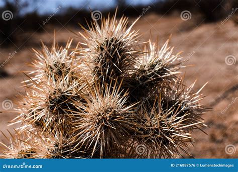 Cactus In The Mojave Desert Stock Photo Image Of Nature Peaky 216887576