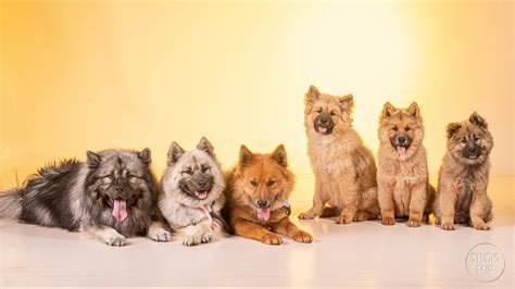 Photographe Chien Et Chats Dans Le Shooting Eurasier En Studio