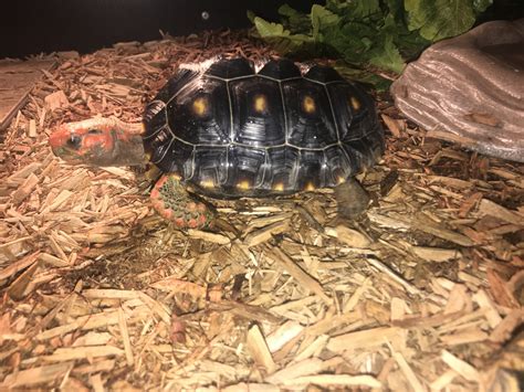 Male Red Footed Tortoise For Sale Risala Blog