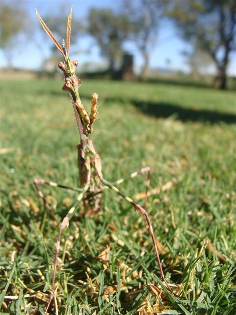 Free Images Tree Nature Branch Lawn Meadow Prairie Leaf Flower Crop Insect Autumn