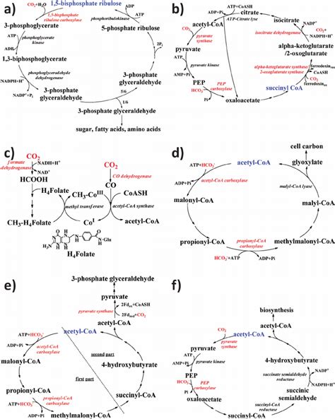 General Illustration Of The Six Major Routes Of The Co Metabolic