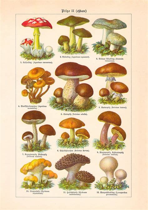 Vintage Mushroom Poster