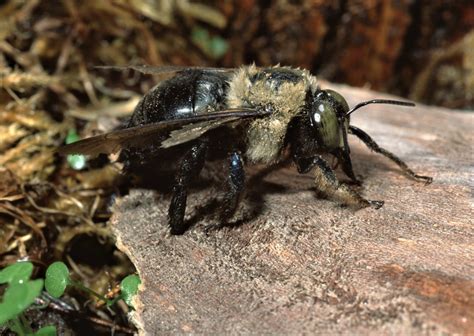 Identifying a Flying Burrowing Insect? | ThriftyFun