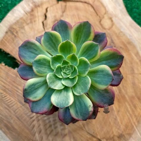 Aeonium Halloween Variegate