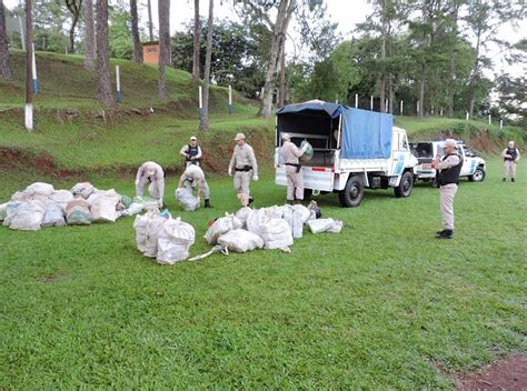 Incineraron M S De Dos Toneladas Y Media De Marihuana En Misiones