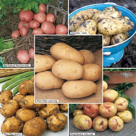 Seed Potatoes Suttons Premium Selection Suttons Potato Varieties Potatoes Planting Potatoes