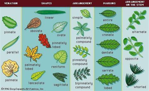 leaf | Definition, Parts, & Function | Britannica.com