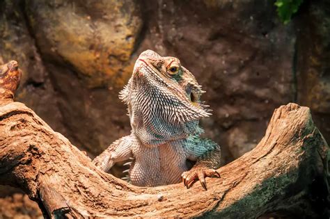 How Long Do Bearded Dragons Live Bearded Dragon Lifespan As Pets