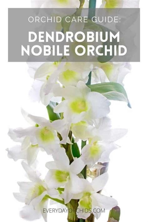 Everything You Need To Know About How To Care For Dendrobium Nobile