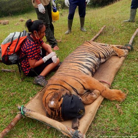 Harimau Siluman