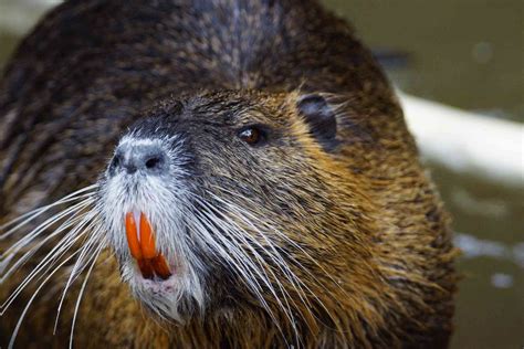 Neat Nutria Facts