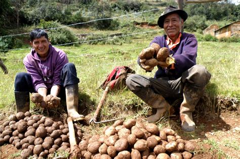 Midagri Produce M S De Toneladas De S Per Semillas De Papa Con Alto