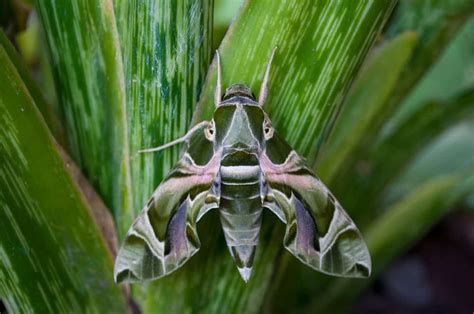 Moth Symbolism 17 Spiritual Meanings Of Moth