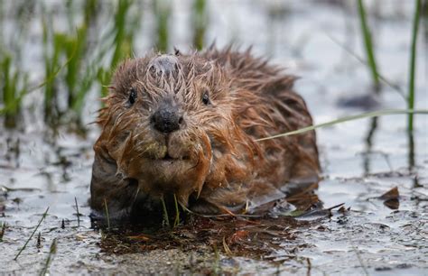 Adorable Baby Beaver Award Winning Fine Art Print Animal Photography ...